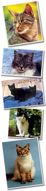 Rowledge Cattery - Our Cats 